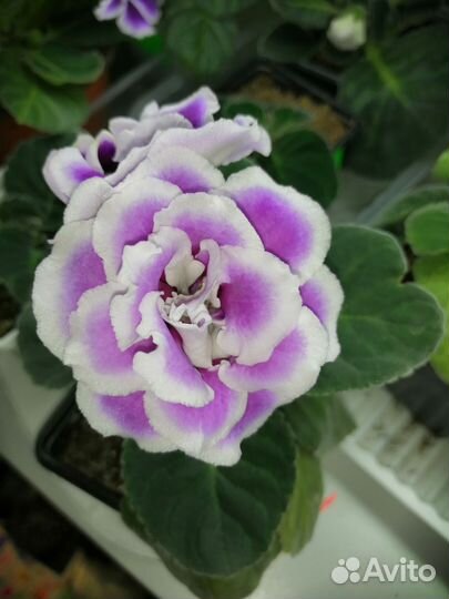 Глоксиния цветущая