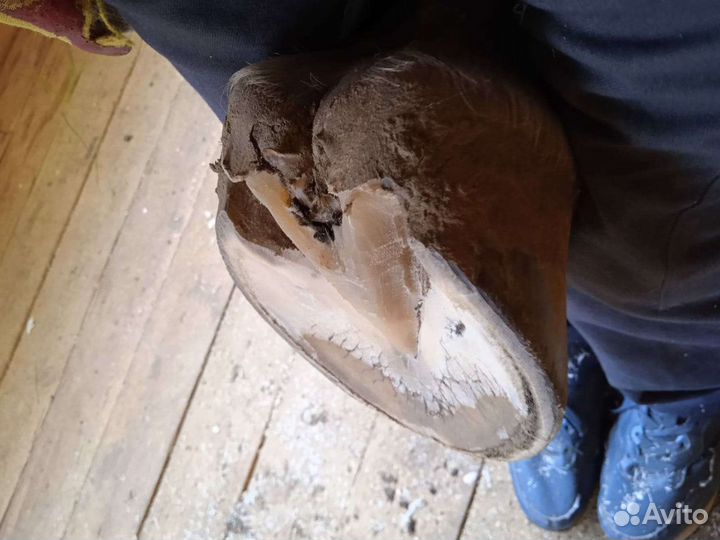 Расчистка копыт лошадей, ковка