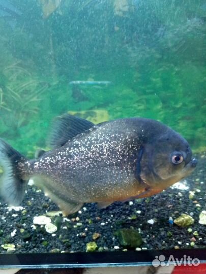 Рыба пиранья