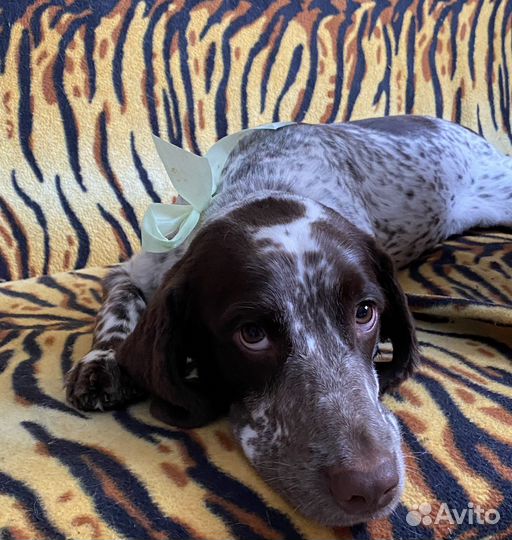 Русский охотничий спаниель