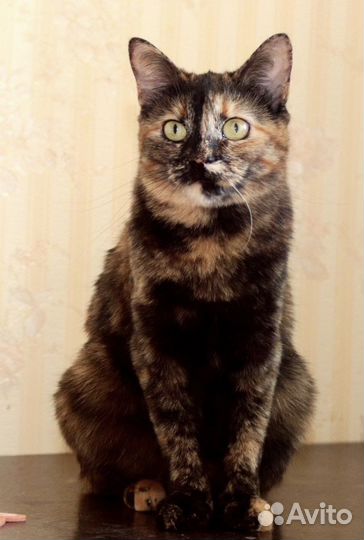 Кошечка-черепашка в поисках дома