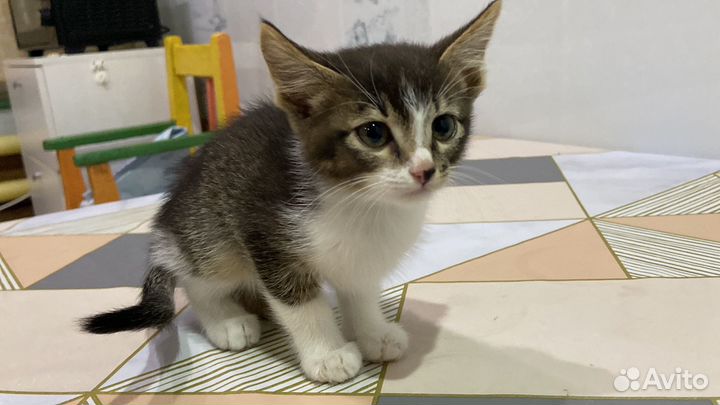 Отдаем бесплатно котенка