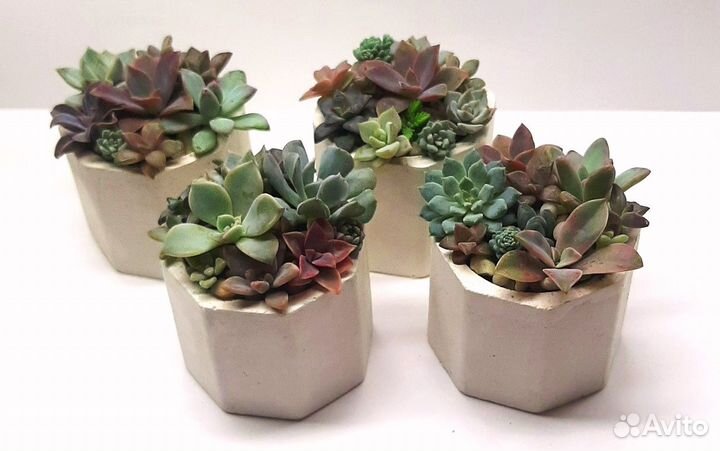 Суккуленты. Мини садики