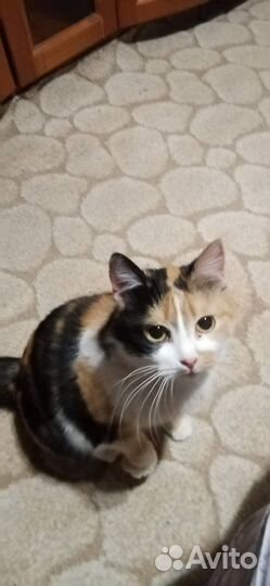 Маскарадная