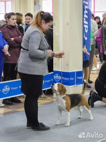 Подготовка к выставке, хендлер, дрессировка