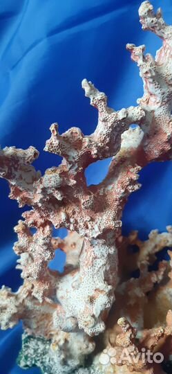 Ракушки и кораллы