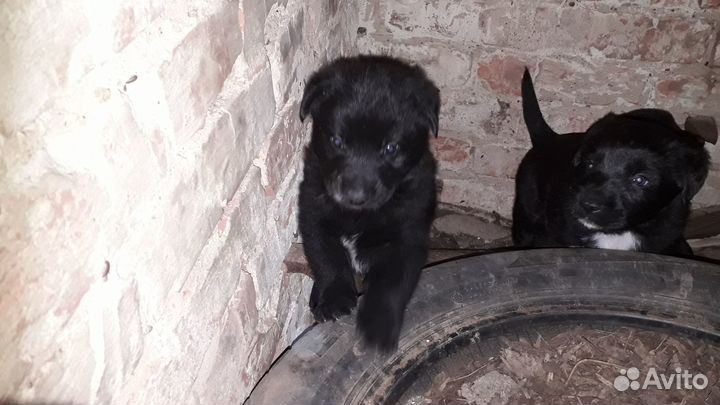 Щенки