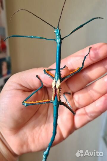 Мадагаскарский палочник яйца