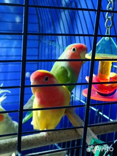 Попугай неразлучники