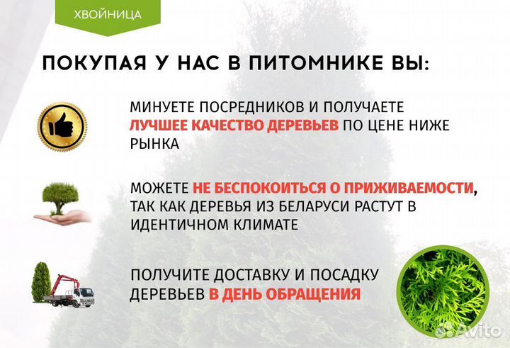 Туя Смарагд 1,8-2 м, брабант, колумна в ассортимен