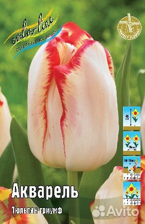 Тюльпаны сортовые классика
