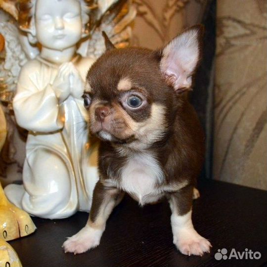 Чихуахуа большой выбор курносеньких малышей