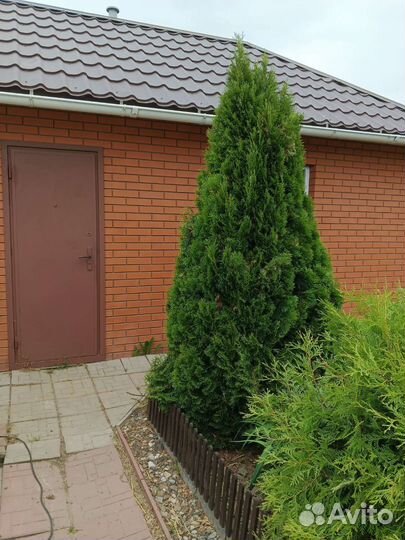 Туя колоновидная