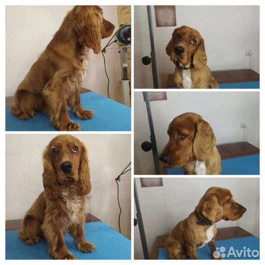 Стрижка собак и кошек на дому