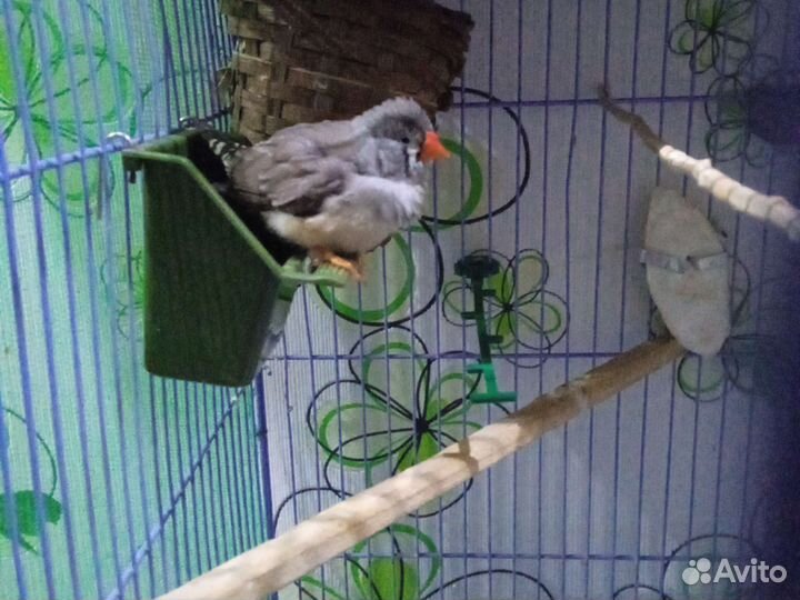 Птицы амадины с клеткой