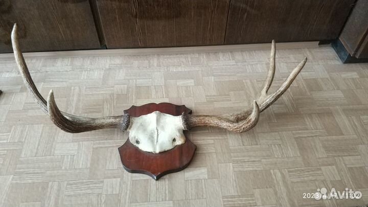 Рога лося и косули на щите
