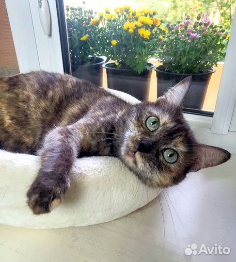 Нежная и ласковая Полли кошка в дар