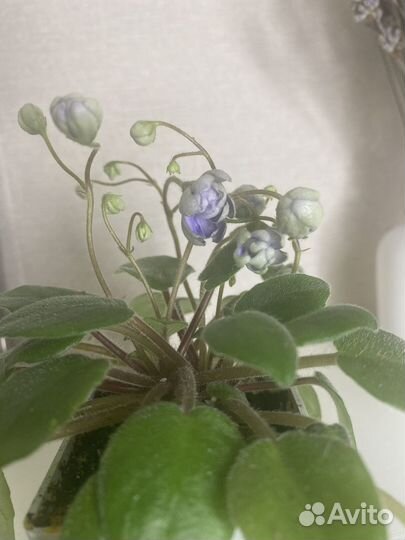 Трейлерные фиалки