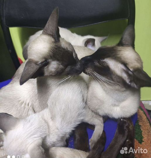 Ориентальные котята