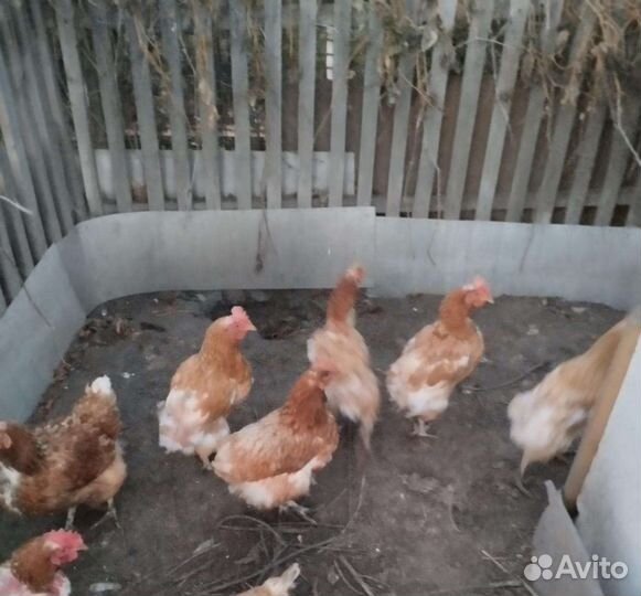 Куры несушки