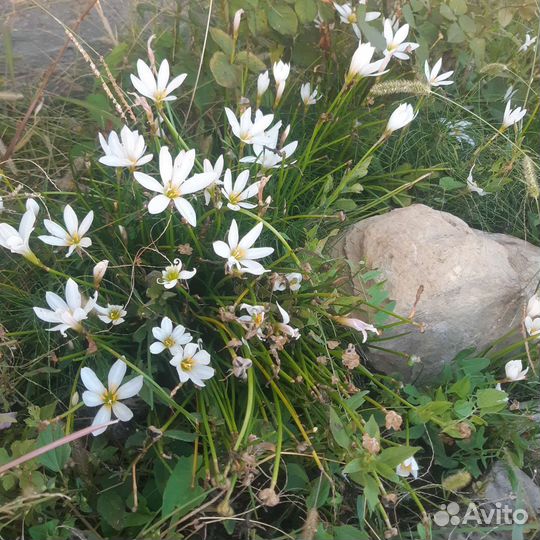 Зефирантес