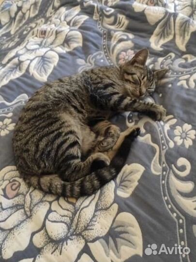 Котик бесплатно в добрые руки