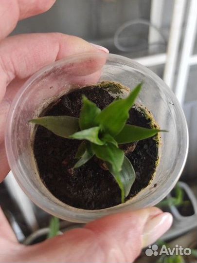 Драцена фрагранс