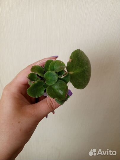 Фиалки детки