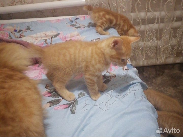 Курильский бобтейл