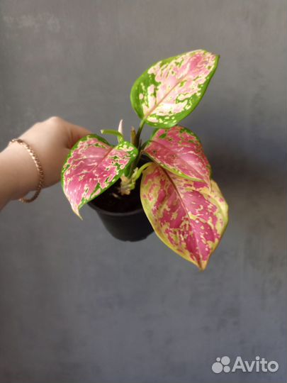 Фатсия вариегатная, бегония махровая, аглаонема