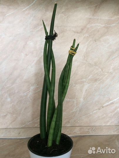 Цветы в ассортименте