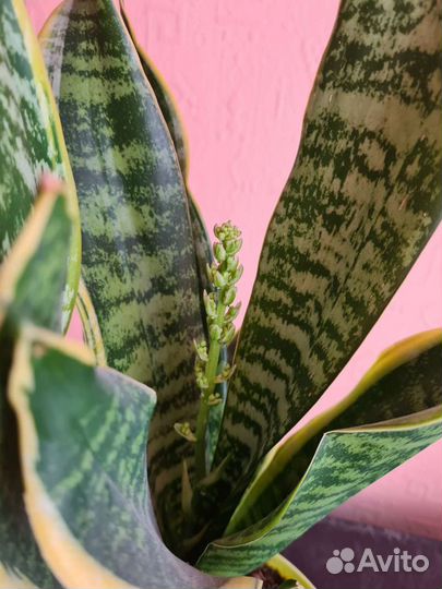 Сансевиерия