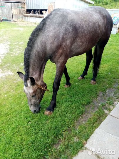 Продается лошадь