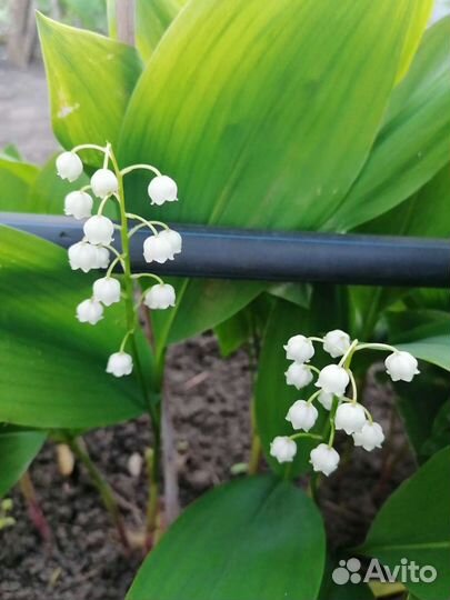 Люпин. Брунера. Ландыш. Молодило.Цветы многолетние