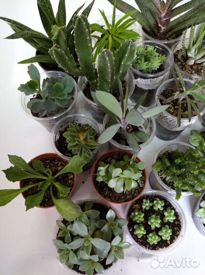 Кактусы и суккуленты