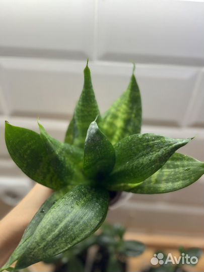 Сансевиерия ханни