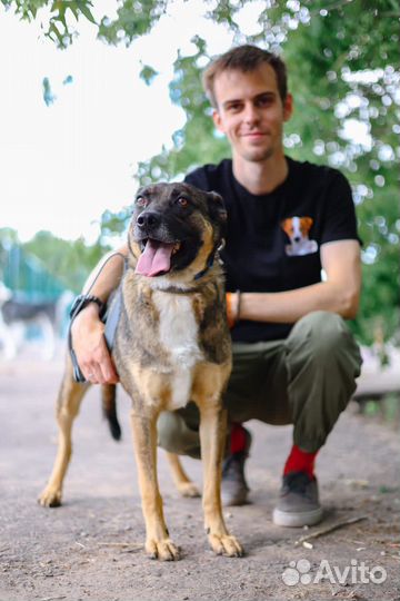 Собаки в дар бесплатно