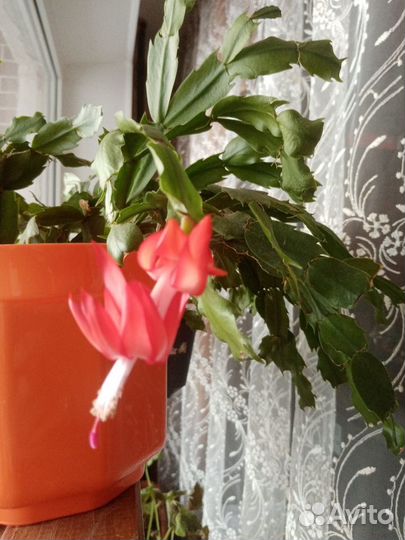 Комнатные цветы