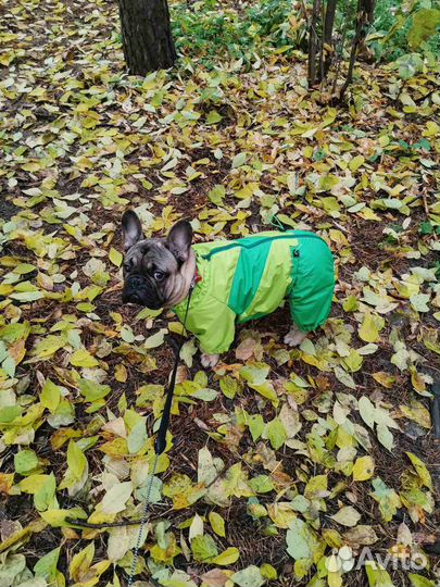 Комбинезон для собак