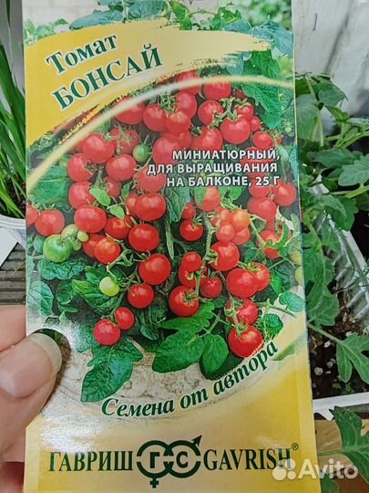 Рассада балконных помидор Бонсай, Пиноккио