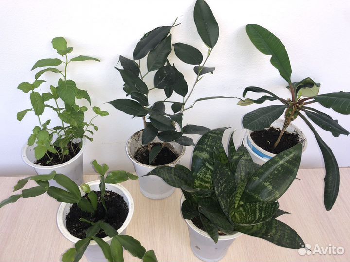 Домашние цветы