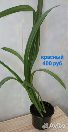 Гиппиаструм, Эухарис, Кливия