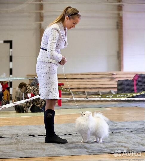 Мини шпиц вязка