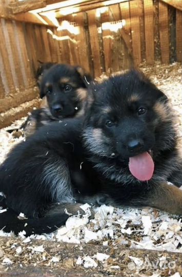Лучшая охрана немецкие овчарки щенки
