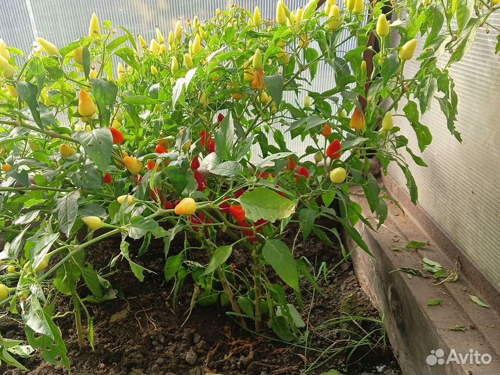 Перец острый