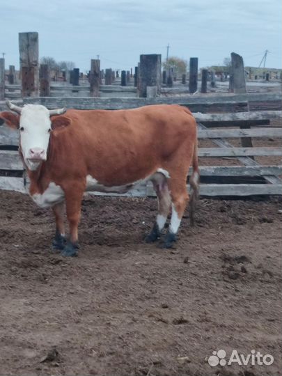 Корова на мясо