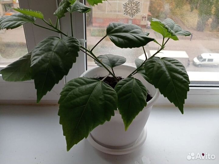 Спатифилум, Гибискус