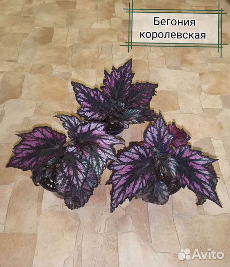 Бегония в ассортименте, комнатные цветы