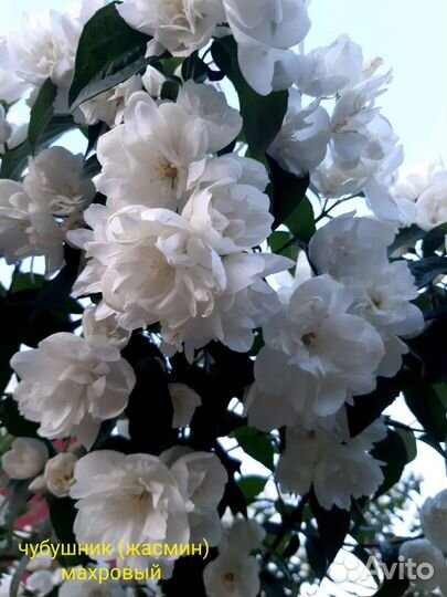 Декоративные кустарники #2