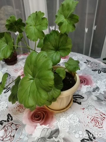 Комнатные цветы